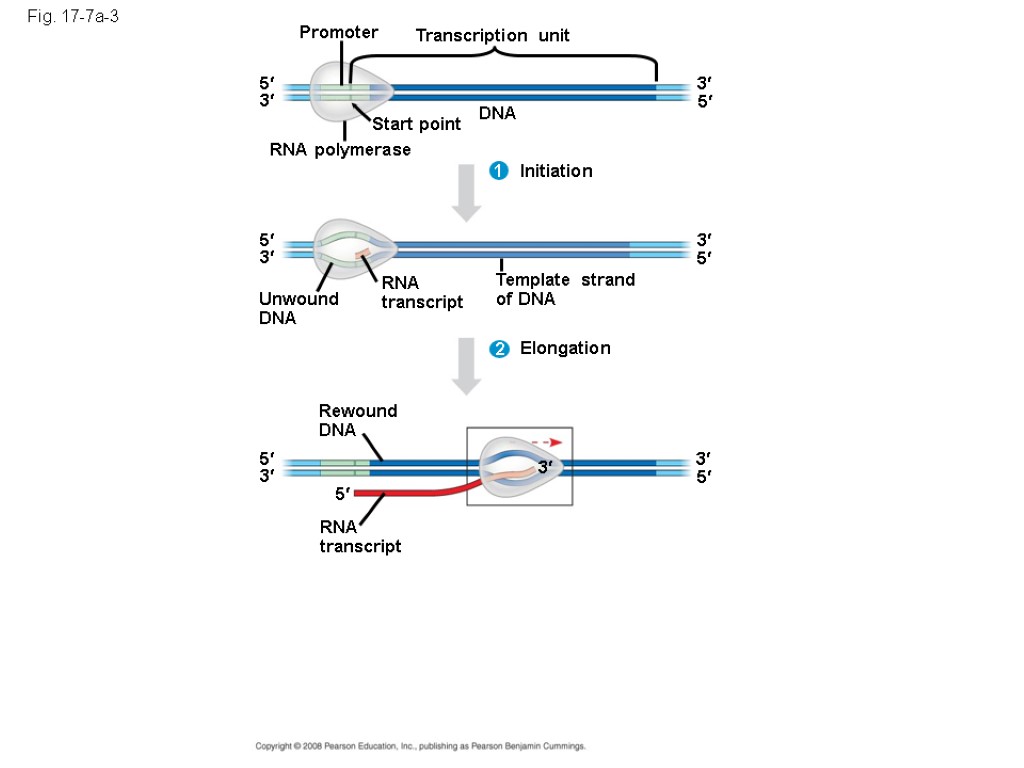 Fig. 17-7a-3 Promoter Transcription unit DNA Start point RNA polymerase 5 5 3 3